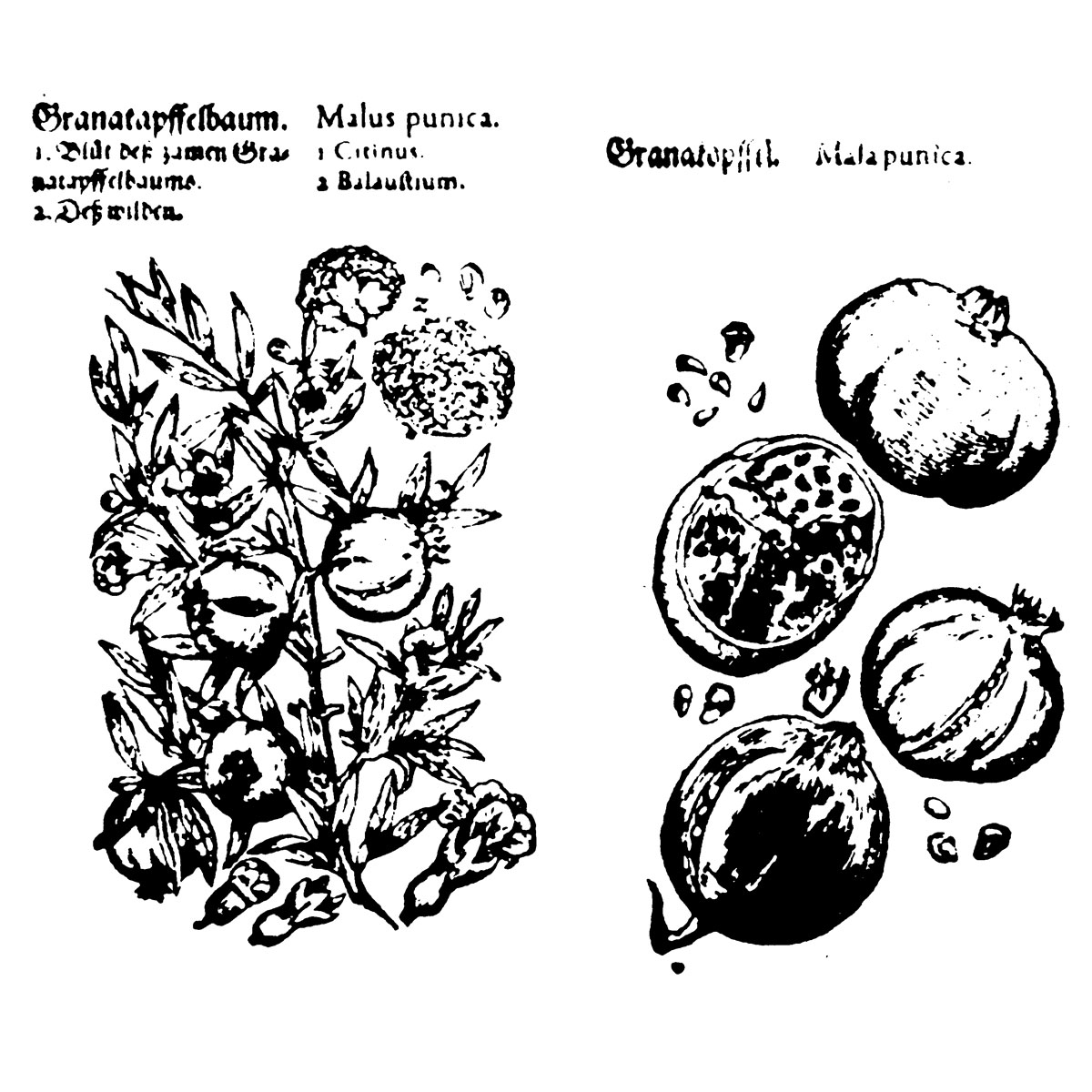 Гранат, Камерариус Младший «Сад медицины», 1588 г.