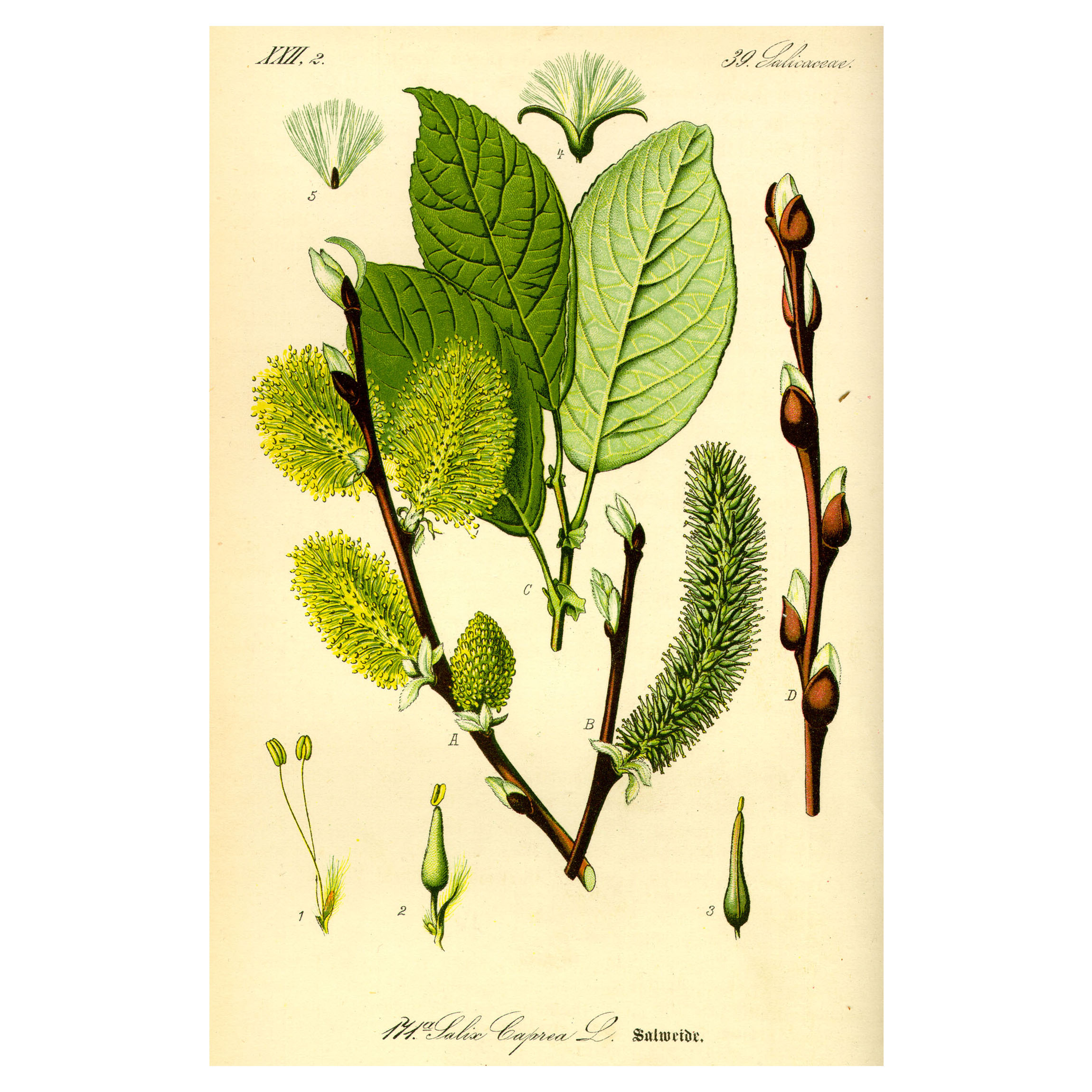 Salix Carpea L.