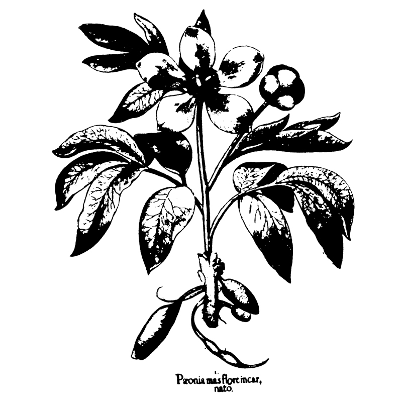 Пион — StudioSyndrome